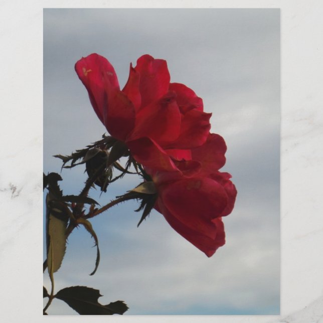 Rosas vermelhas contra o céu azul brilhante (Frente)