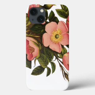 Rosas Vintage Lindas Botânica Rosa