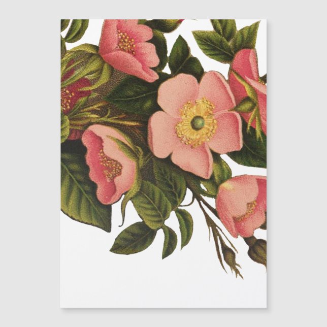 Rosas Vintage Lindas Botânica Rosa (Frente)