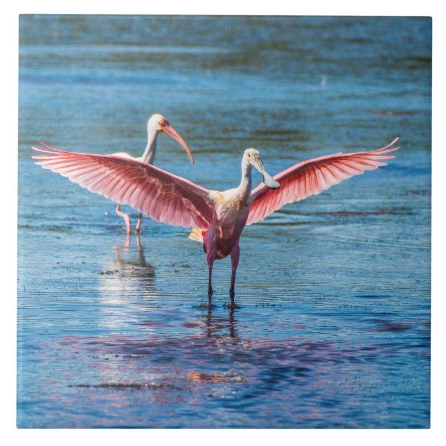 Roseate Spoonbill Azulejo de Foto Grande 6" X 6" (Frente)