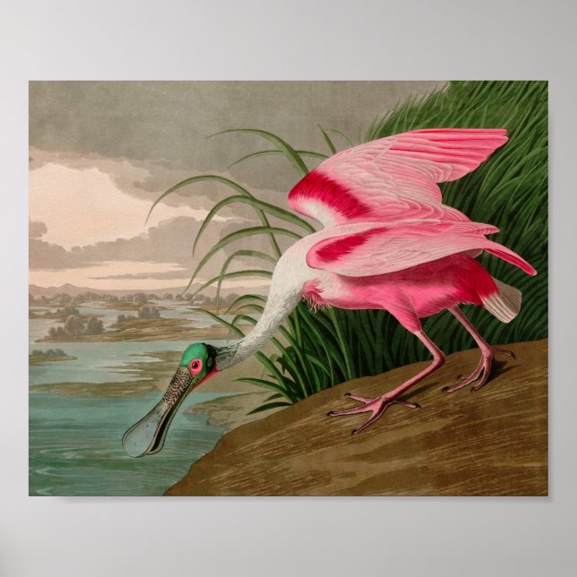Roseate Spoonbill Birds, Impressão da América Audu (Frente)