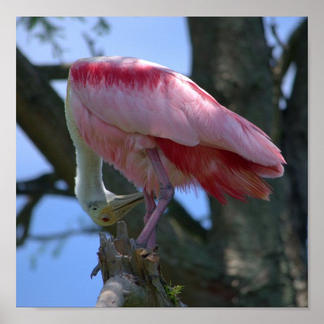 Roseate Spoonbill poster (Frente)