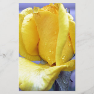 Rosebud Amarela