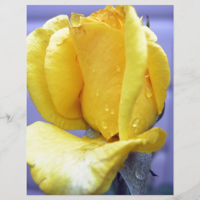 Rosebud Amarela (Frente)