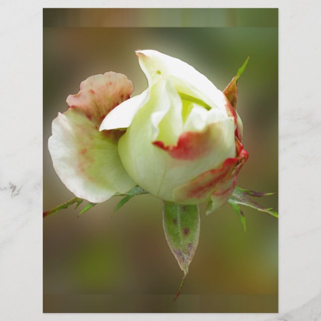 rosebud brilhando (Frente)