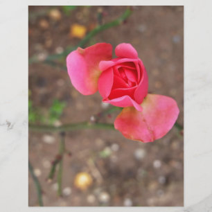 Rosebud de novembro