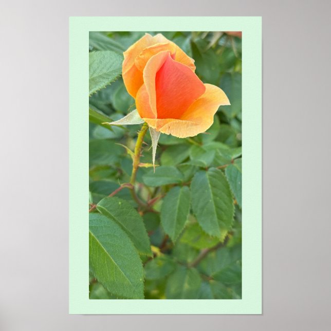 Rosebud Photo Poster (Frente)