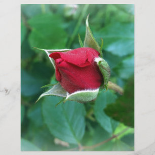 rosebuda vermelha