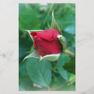 rosebuda vermelha