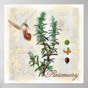 Rosemary, ervas Hummingbird, Impressão de Arte Bot
