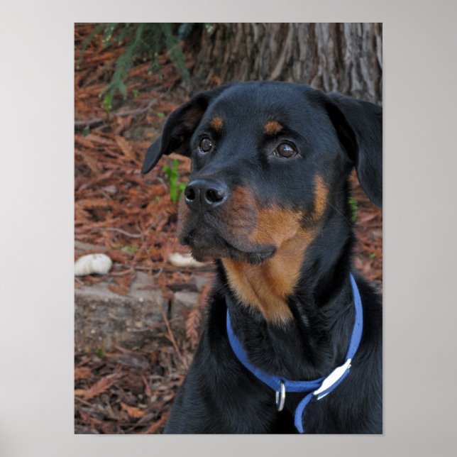 Rottweiler Heidi Poster (Frente)