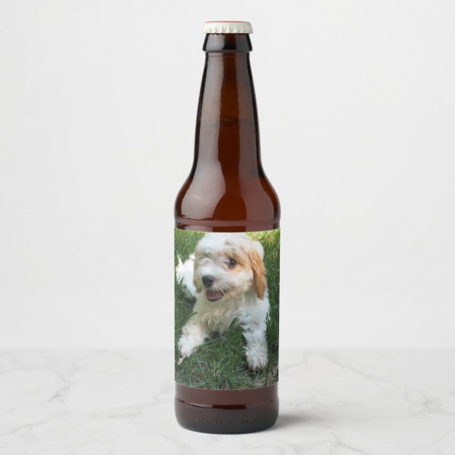 Rótulo Para Garrafa De Cerveja Foto personalizada de Cavachon, cão (Frente)