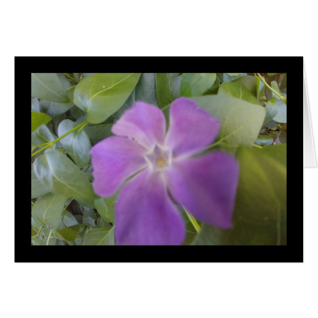 Roxo Bloom- Canção de Sol. 8:7 Cartão de Saudação (Frente Horizontal)