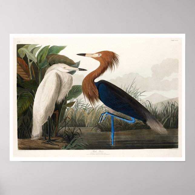 Roxo Heron por Poster de Audubon (Frente)