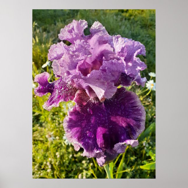 Roxo Iris Irises Floral Flower Poster (Frente)
