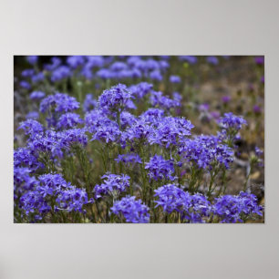 Roxo Poster 2