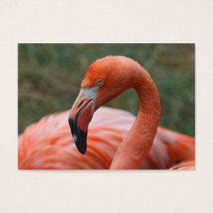 Ruber de Phoenicopterus