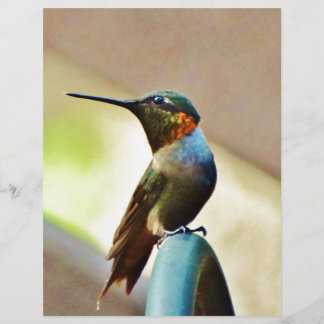 Ruby e pequeno beija-flor-verde
