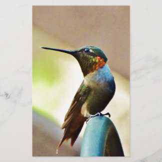 Ruby e pequeno beija-flor-verde