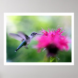 "Ruby" Hummingbird Fotografia Impressão
