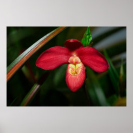 Ruby Red Lady Slipper Orchid Poster