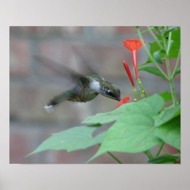 Ruby-throat Sips Poster (Frente)