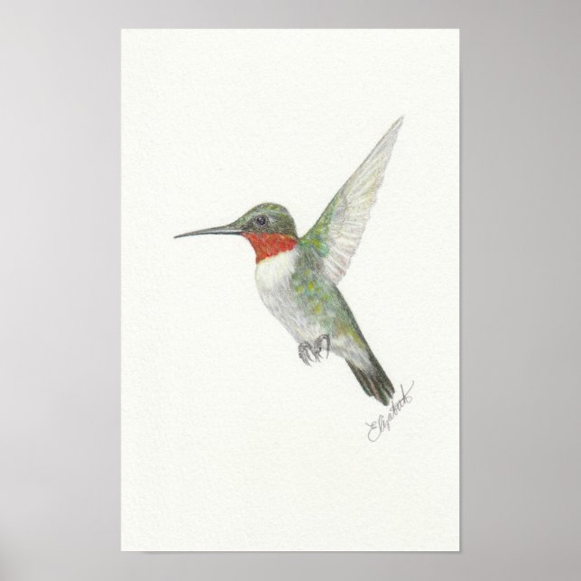 Ruby-Throated Hummingbird Poster (Frente)