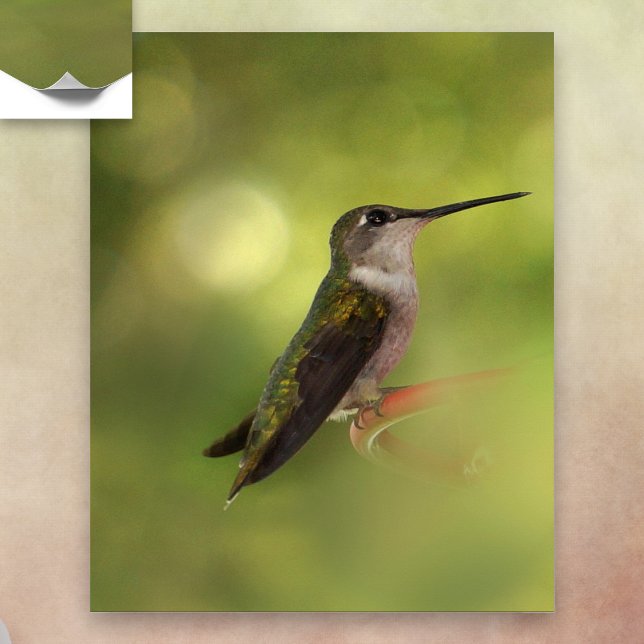 Ruby Throated Hummingbird Poster (Criador carregado)