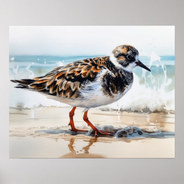 Ruddy Turnstone Bird Art Poster (Frente)
