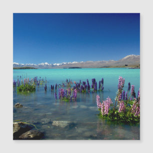 Russell Lupins no lago Tekapo, Magnet