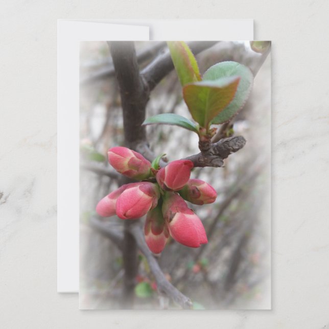 sabichão selvagem (Frente)