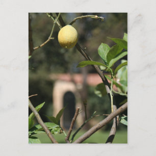 saborear o limoncello cartão postal