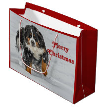 Bernese Mountain Dog Snow Foto de Natal