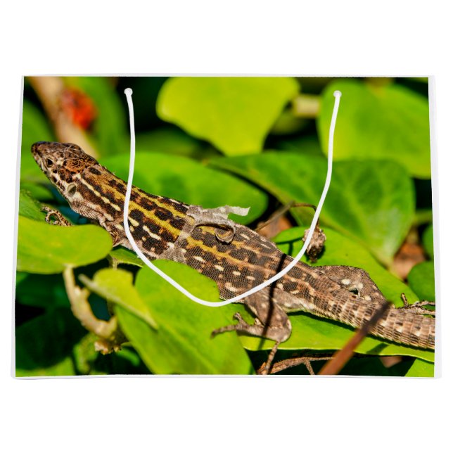 Sacola Para Presentes Grande Lagarto de parede italiano (Frente)