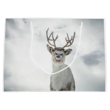 Reindeer Nature Photo