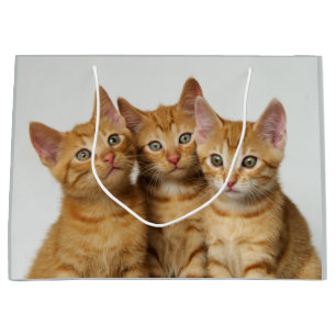 Sacola Para Presentes Grande Três gatinhos bonitos do gengibre de lado a lado
