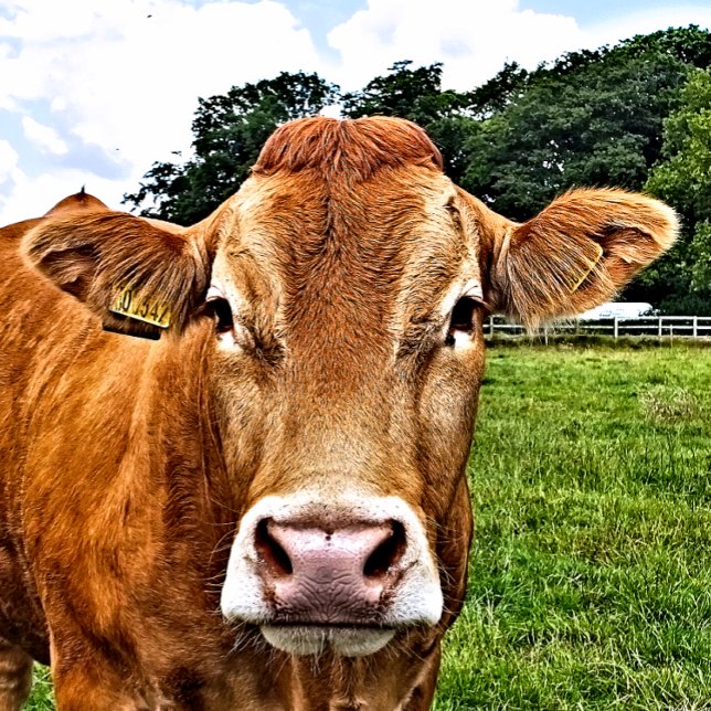 SACOLA PARA PRESENTES GRANDE VACA CUTÂNEA (A photographic design of a cute cow.)