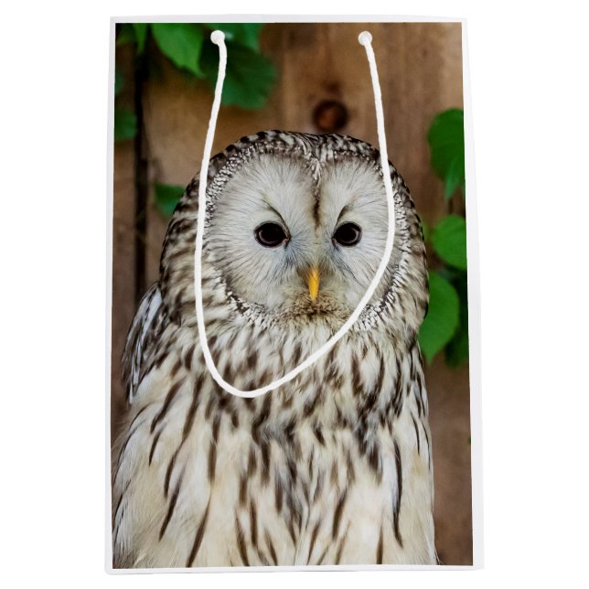Sacola Para Presentes Média Barred Owl (Frente)