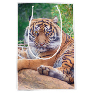 Sacola Para Presentes Média Fotografia do Tigre de Reclinagem Estonteante