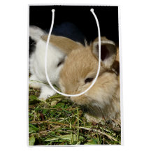 Pequenos coelhos fofos bonitos