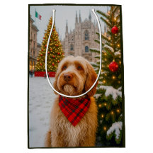 Spinone Italiano
