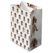 Yorkshire Terrier Dog Brown Pet Modern Animal Cute