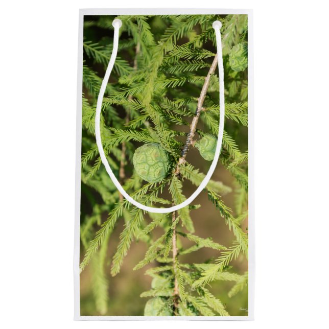 Sacola Para Presentes Pequena Cone de Semente de Ciprima Cálida (Frente)