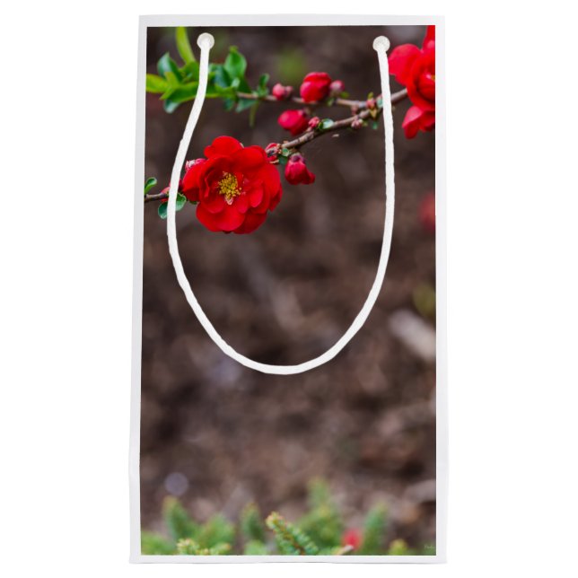 Sacola Para Presentes Pequena Escarlet Superior (Frente)