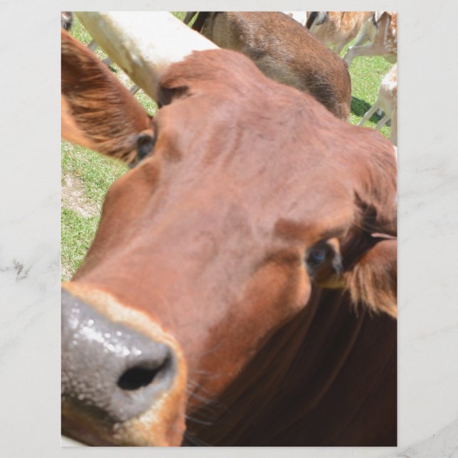 Safari Brown Cow (Frente)