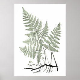 Sage Green Fern Botanical Illustration Impressão n