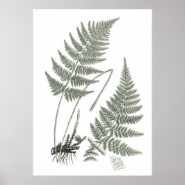Sage Green Fern impressão no. 10 Botânica Wall Art