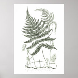 Sage Green Fern Impressão no. 9 Botânica Wall Art