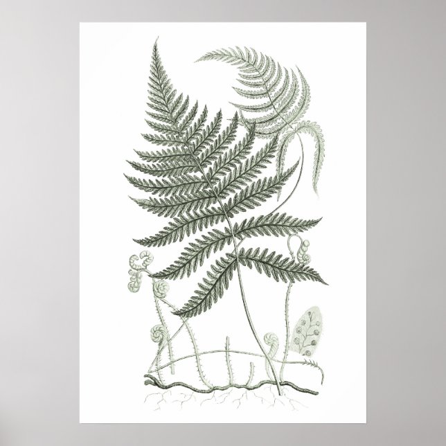 Sage Green Fern Impressão no. 9 Botânica Wall Art (Frente)
