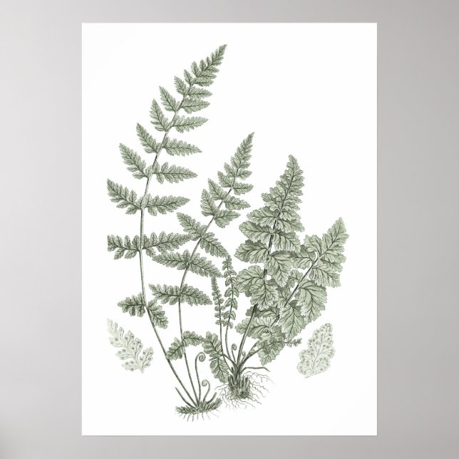 Sage Green Wall Art Fern Impressão no. 11 Home Dec (Frente)